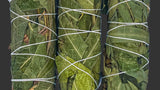 Three bundles of eucalyptus tied with white string on a gray background
