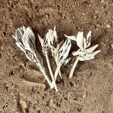 Three dried sage on a sandy surface