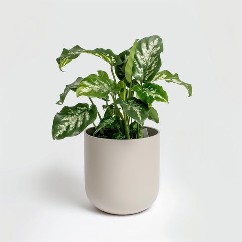 Example product