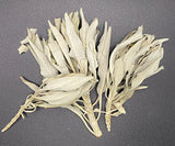 White Sage Dry Loose Tops 1-Pound (Salvia apiana)